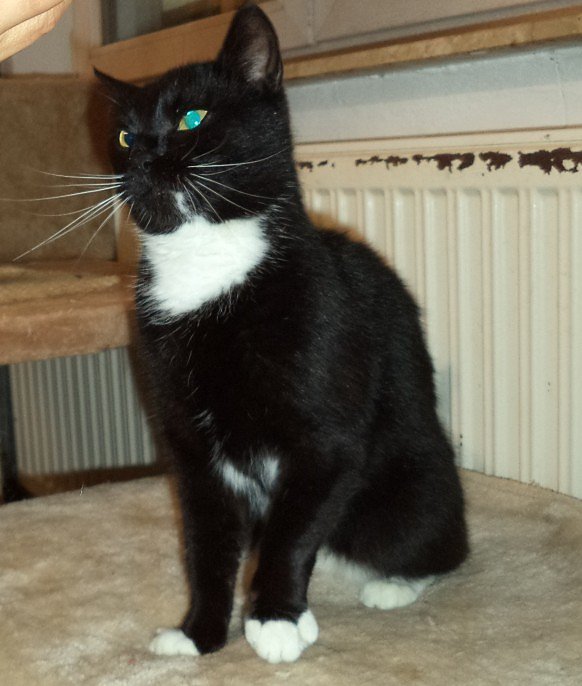 Babsi Tier der Woche (Foto: Cornelia Knust)