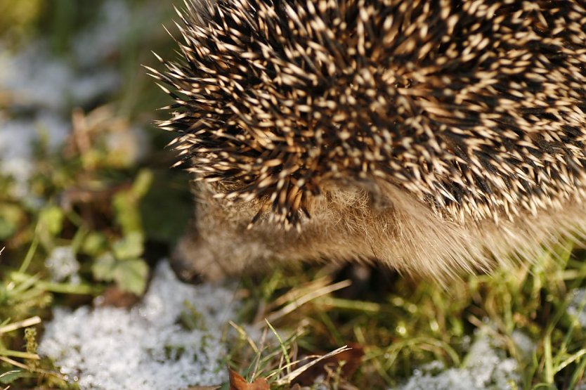 Wer Igeln &uuml;ber den Winter helfen m&ouml;chte, braucht Fachkenntnisse. (Foto: Silke Steinsd&ouml;rfer/TASSO e.V)