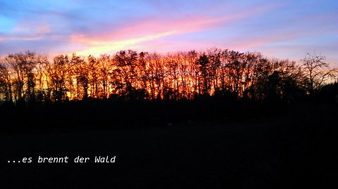Brennender Wald (Foto: M.M.)