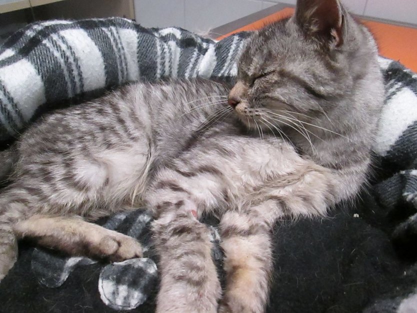 Kitty (Foto: Karin Ziegler)