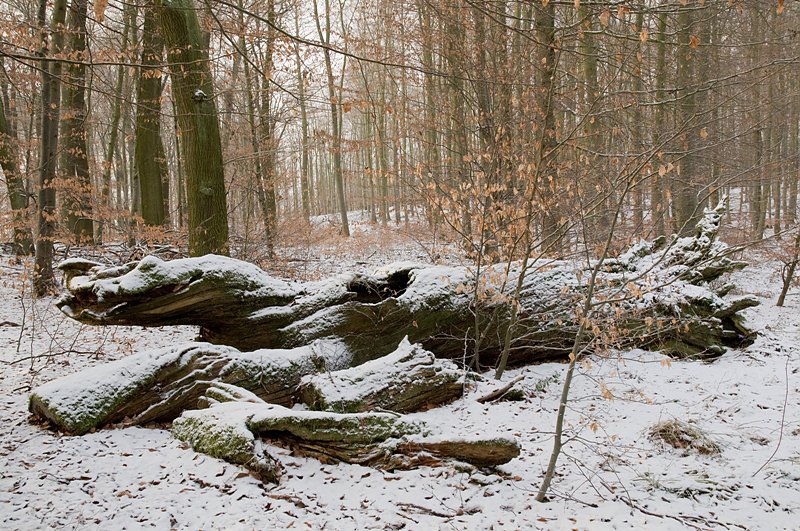 Thema &Uuml;berwinterung (Foto: Thomas Stephan)