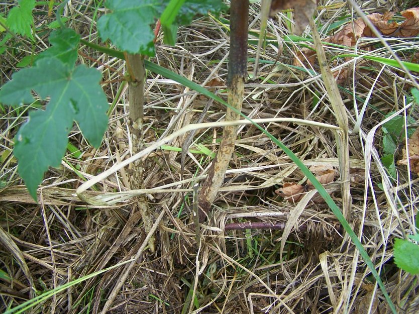 M&auml;usesch&auml;den (Foto: Th&uuml;ringenForst)