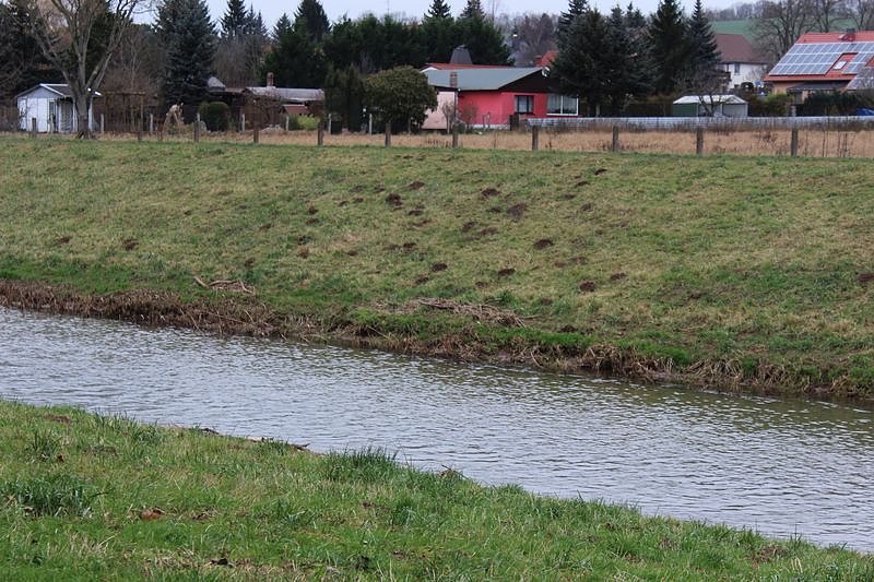 Maulwurfsinvasion im Schlosspark Sondershausen? (Foto: Karl-Heinz Herrmann)