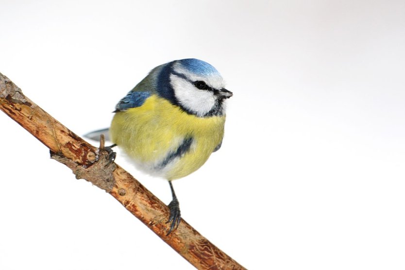 Die Entwicklung der Winterv&ouml;gel in Deutschland will der NABU mit HIlfe Freiwilliger Beobachter untersuchen (Foto: Frank Derer)