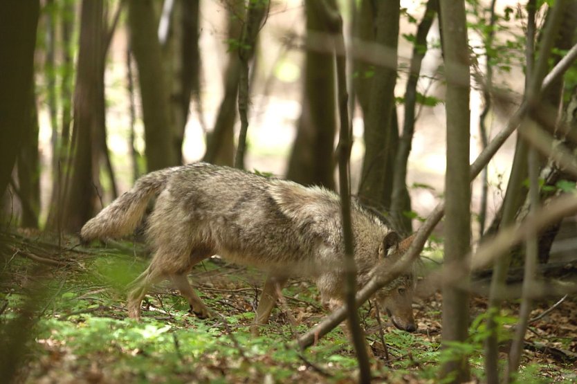 Die W&ouml;lfin bei Ohrdruf (Foto: S. B&ouml;ttner / NABU Th&uuml;ringen Landesarbeitsgruppe Wolf)