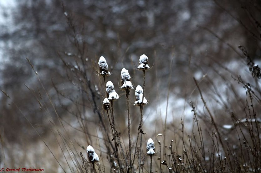 Nachtfr&ouml;ste m&ouml;glich (Foto: Gernot Thelemann)