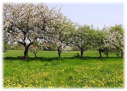 Wanderung zur Streuobstwiese am kommenden Sonntag (Foto: Pressestelle Landratsamt)