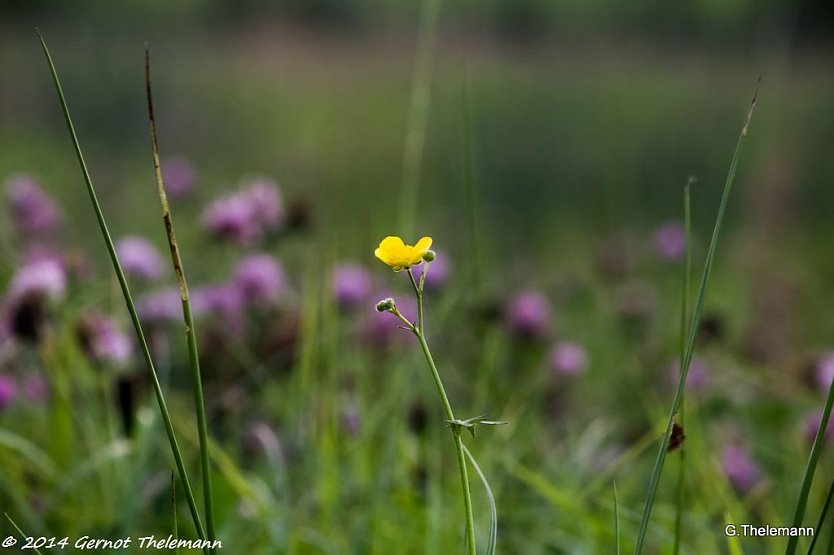 Wetter-Bild (Foto: Gernot Thelemann)