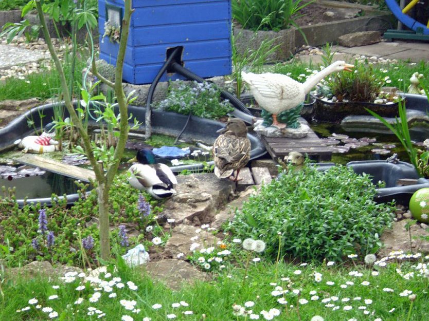 Alle V&ouml;gel sind schon da, (Foto: Karl-Heinz Herrmann)