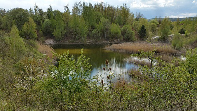 Beginn der Beweidung Sandgrube Bendeleben (Foto: Nabu Kyffh&auml;userkreis)