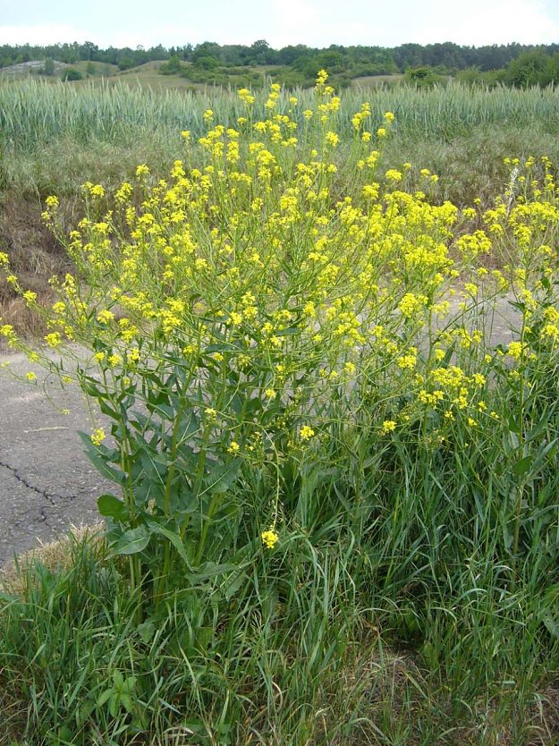 Artenschutz braucht viele Helfer (Foto: Landratsamt Kyffh&auml;userkreis)