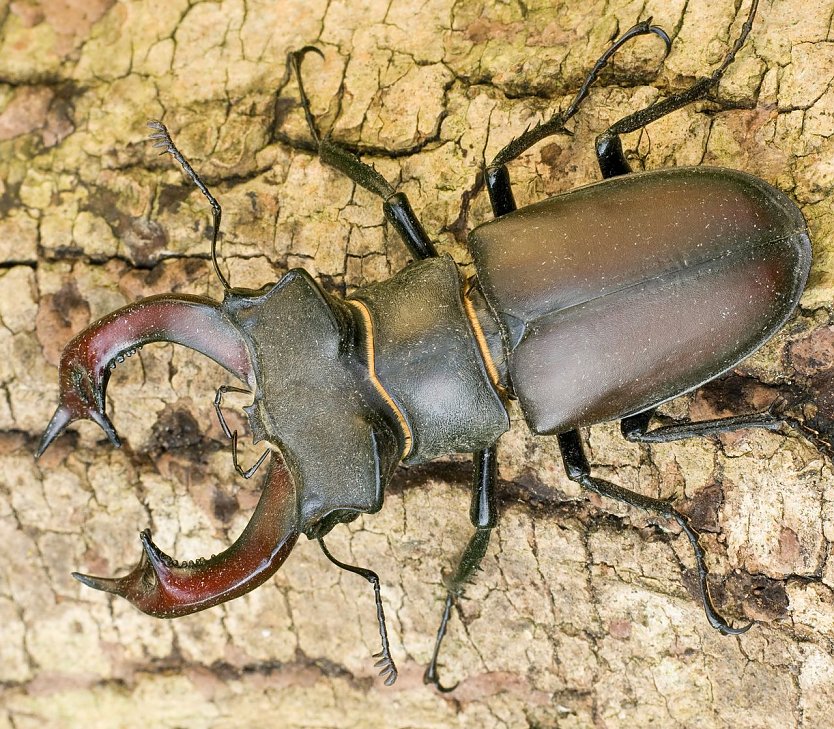Hirschk&auml;fer - M&auml;nnchen (Foto: Klaus Kiuntke)