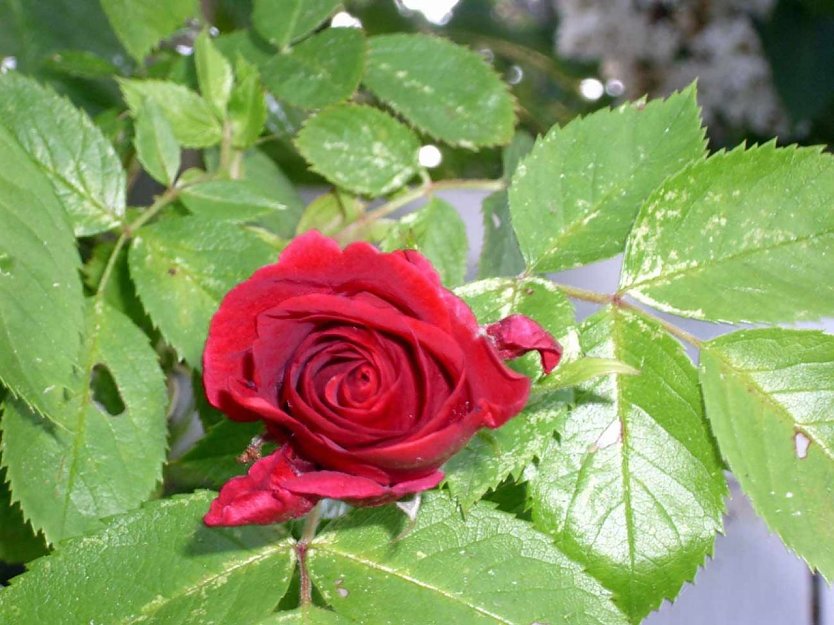 K&ouml;nigin der Blumen (Foto: Thomas Leipold)