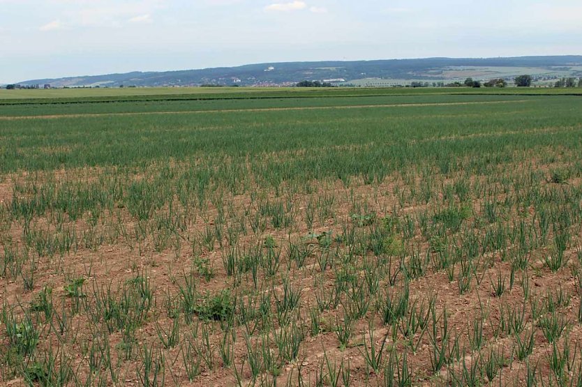 Landwirte auf Flurfahrt (Foto: Karl-Heinz Herrmann)