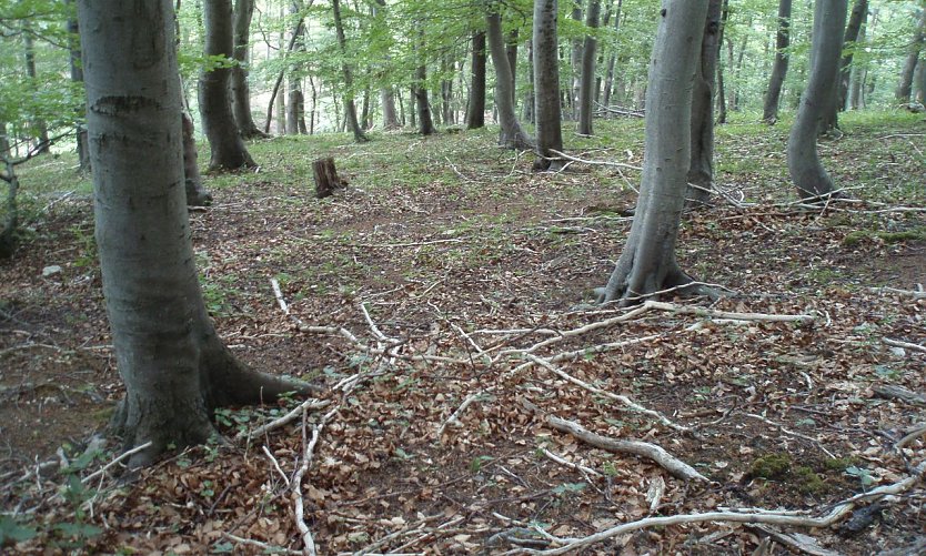 Trockener Waldboden (Foto: Forstamt Bleicherode-Südharz) Trockener Waldboden (Foto: Forstamt Bleicherode-Südharz)