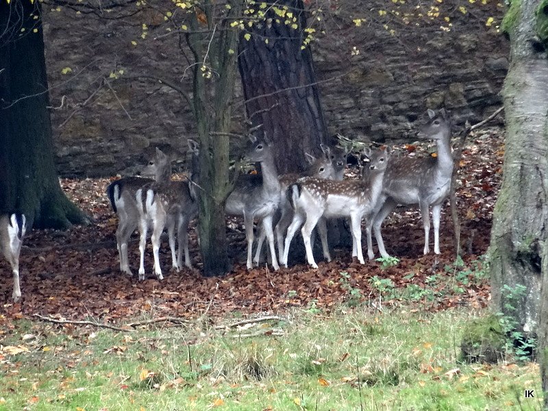 Rehe (Foto: Ilka Kühn) Rehe (Foto: Ilka Kühn)
