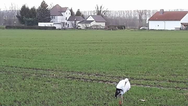 Daheim geblieben - das St&ouml;rche hierzulande &uuml;berwintern ist nicht ungew&ouml;hnlich (Foto: Monique Wei&szlig;)