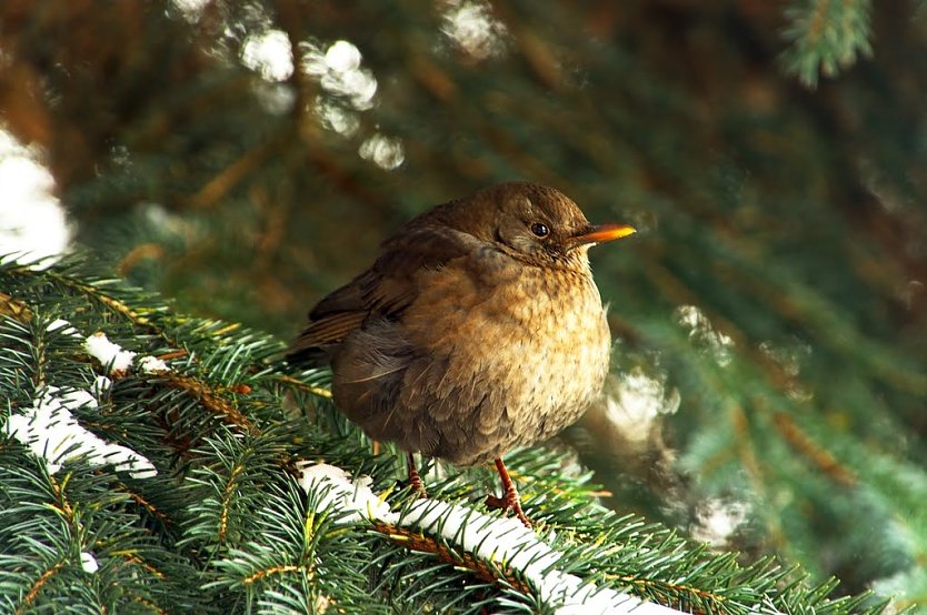 Wetter-Bild (Amsel) (Foto: Gernot Thelemann)