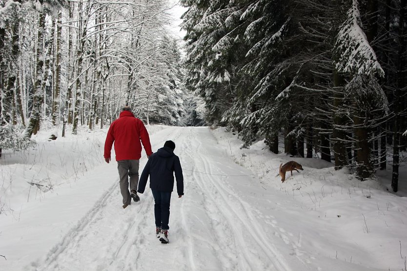 Spaziergang im Wald (Foto: PEFC Deutschland)