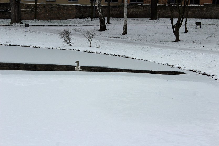 Keine  Gefahr f&uuml;r Jungschwan (Foto: Karl-Heinz Herrmann)