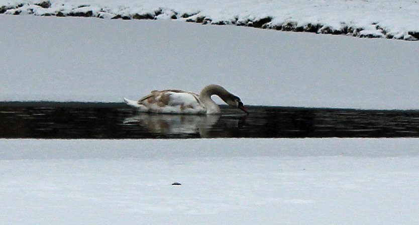 Keine  Gefahr f&uuml;r Jungschwan (Foto: Karl-Heinz Herrmann)