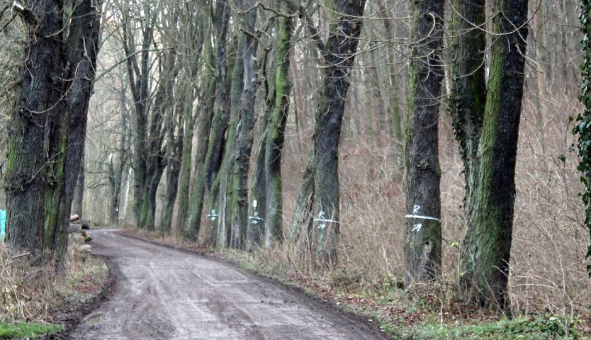 B&auml;ume hinterm Hammateich werden bearbeitet (Foto: Karl-Heinz Herrmann)