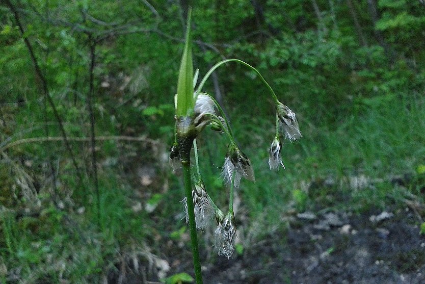 Bald ausgestorben? Breitbl&auml;ttriges Wollgras (Foto: Bodo Schwarzberg)