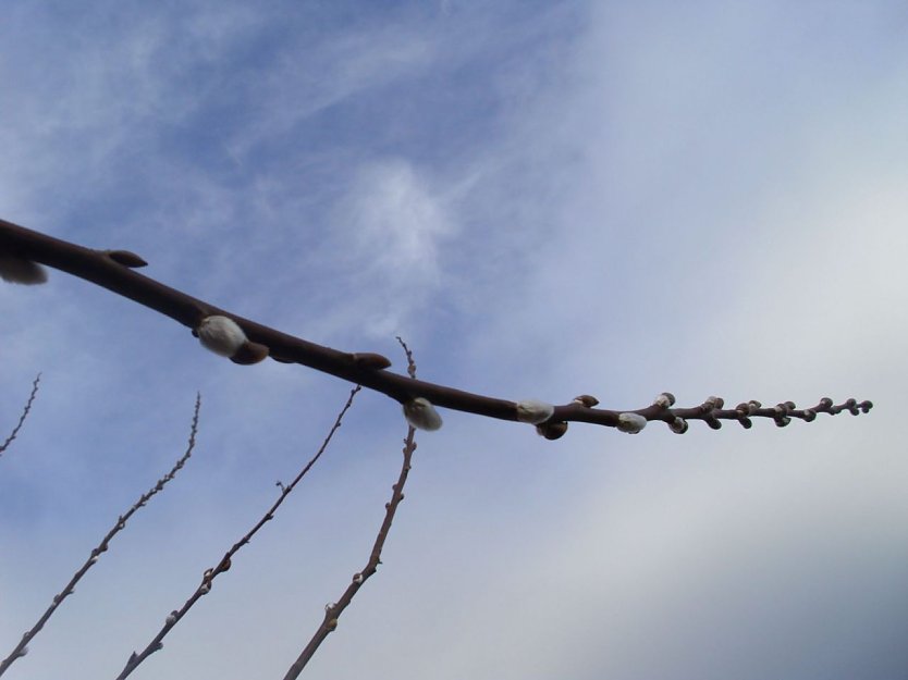 Hurra der Fr&uuml;hling ist da (Foto: Thomas Leipold)