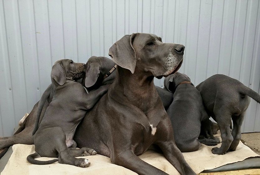 Ihren ersten Wurf hatte Aurelia im Fr&uuml;hjahr 2015. (Foto: privat)