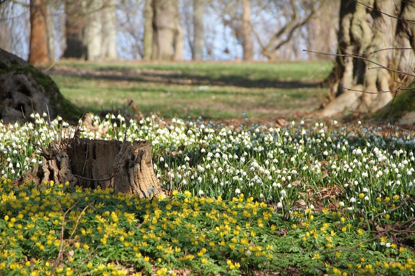 Der Frühling kommt - im Park Hohenrode ist er schon ein bisschen da (Foto: Angelo Glashagel) Der Frühling kommt - im Park Hohenrode ist er schon ein bisschen da (Foto: Angelo Glashagel)