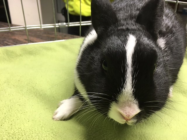 Kleiner Hoppler (Foto: Polizei G&ouml;ttingen)