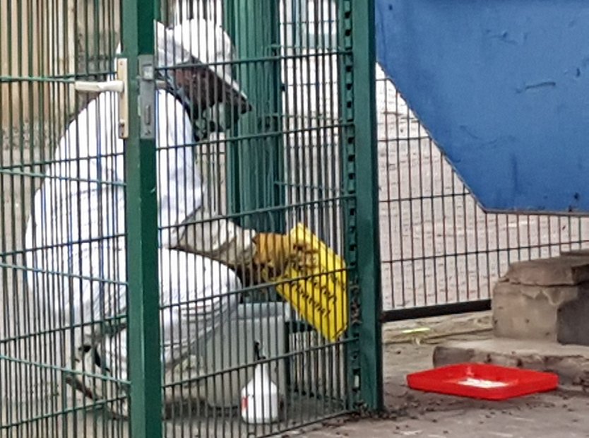 Olaf Hartung beim Bienefang (Foto: privat)