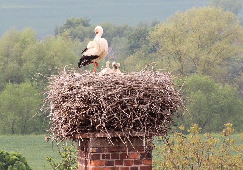 Haben sich jetzt erst in die Kinderstube blicken lassen - das Storchenpaar in Windehausen (Foto: Nancy Hoffmann)