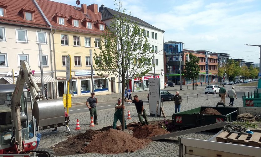 Linde gepflanzt (Foto: Peter Blei)
