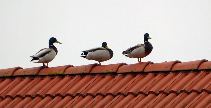 Enten auf Abwegen (Foto: Peter Baars)