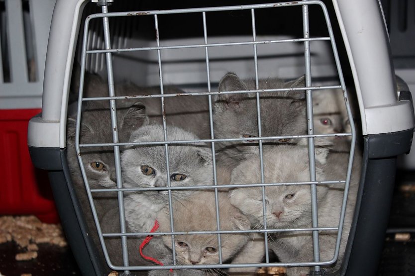 Die beschlagnahmten Katzenwelpen wurden von den Tiersch&uuml;tzern ins Tierheim Feucht gebracht. (Foto: Deutscher Tierschutzbund Landesverband Bayern)