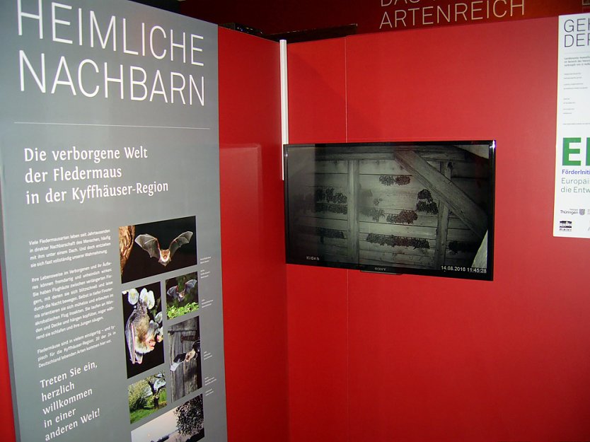 Fledermaus-TV sendet wieder! (Foto: Regionalmuseum Bad Frankenhausen) Fledermaus-TV sendet wieder! (Foto: Regionalmuseum Bad Frankenhausen)