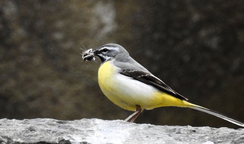 Wer kennt diesen Vogel? (Foto: Peter Blei)
