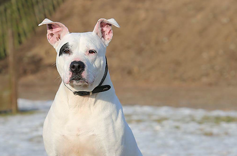 Tier der Woche: Missy (Foto: Tierheim Nordhausen)