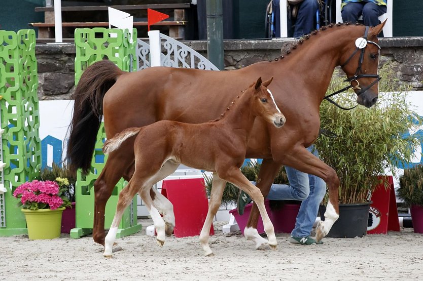 Teuerstes Fohlen (Foto: Stefan Lafrentz)