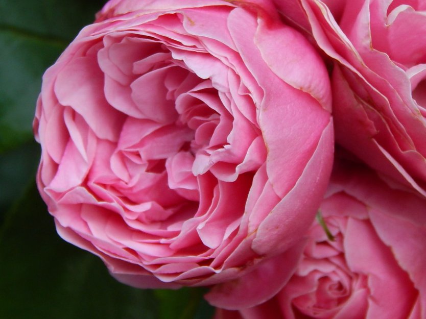 Tag der Rose (Foto: v. Westphalen)