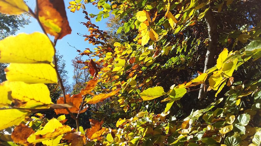 Herbstlaub im Harzwald (Foto: Naturpark Kyffh&auml;user/S&uuml;dharz)