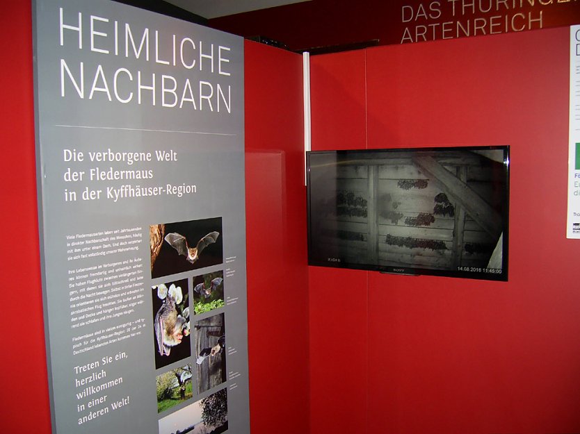 Neues von den Flederm&auml;usen der Kyffh&auml;userregion (Foto: Regionalmuseum Bad Frankenhausen)
