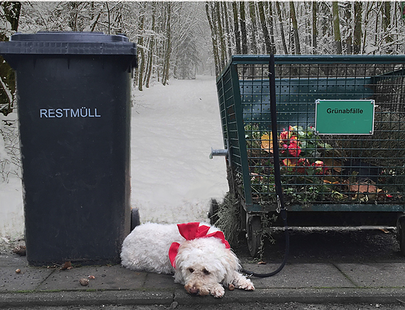 Tierschutzbund warnt vor Tieren als Geschenke (Foto: Deutscher Tierschutzbund e.V.) Tierschutzbund warnt vor Tieren als Geschenke (Foto: Deutscher Tierschutzbund e.V.)