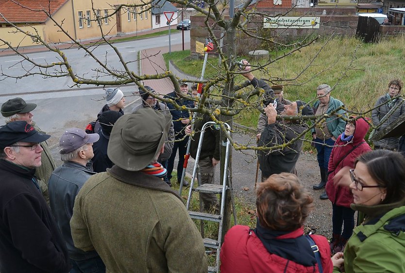 Baumschnitt leicht gemacht (Foto: Heinz Noack) Baumschnitt leicht gemacht (Foto: Heinz Noack)