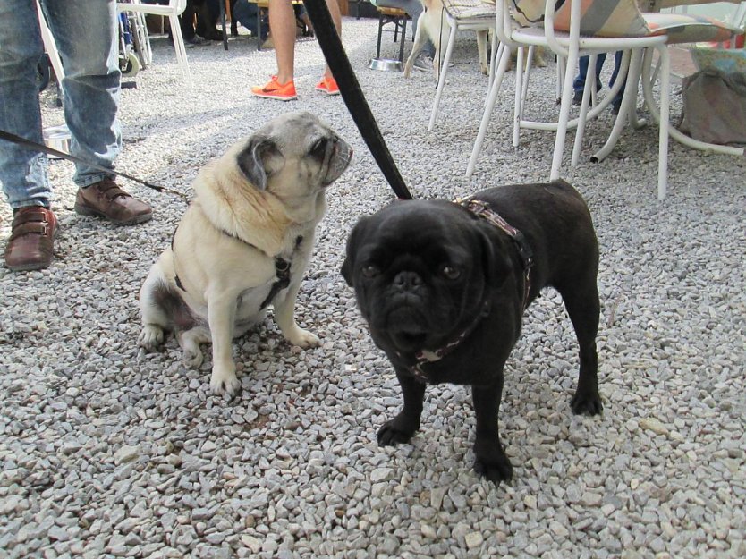 Molly (Foto: Karin Ziegler)