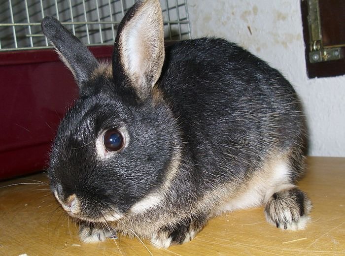 Charlie (Foto: C. Knust)