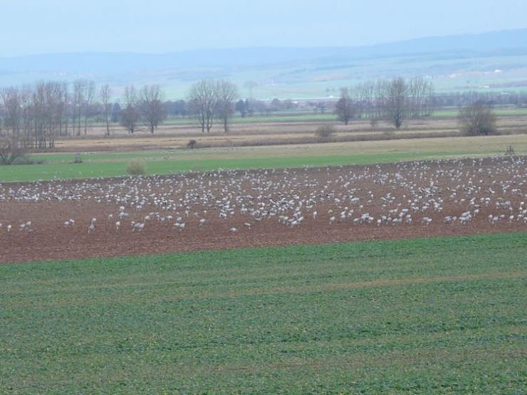 kraniche (Foto: lra)