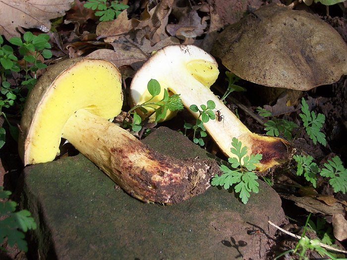 Seltene R&ouml;hrlinge (Foto: Ronald S&uuml;&szlig;)