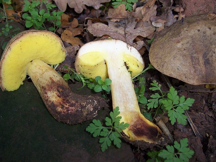 Seltene R&ouml;hrlinge (Foto: Ronald S&uuml;&szlig;)